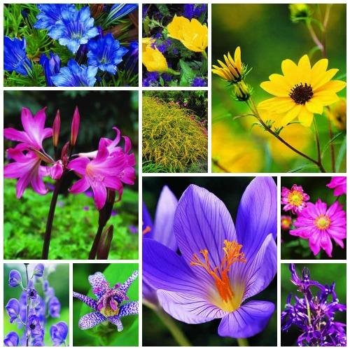 10 Late-Blooming Flowers: Perennials & Bulbs
