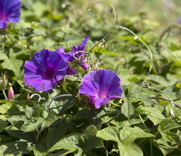 Morning Glories How To Plant And Care For Morning Glory Vines Garden Design