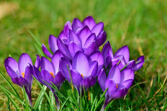 Early spring flowers around the UK: readers' travel tips