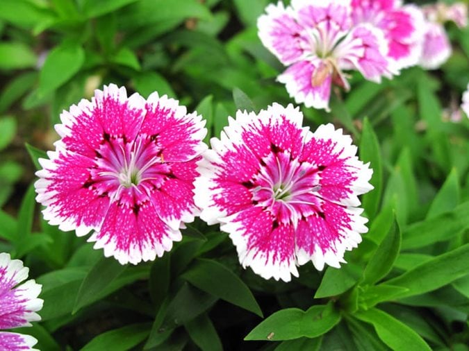 24 Easy Flowers to Grow in the Garden