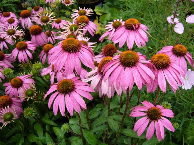 30 Summer Flowers to Bloom - Annuals & Perennials For Late Summer