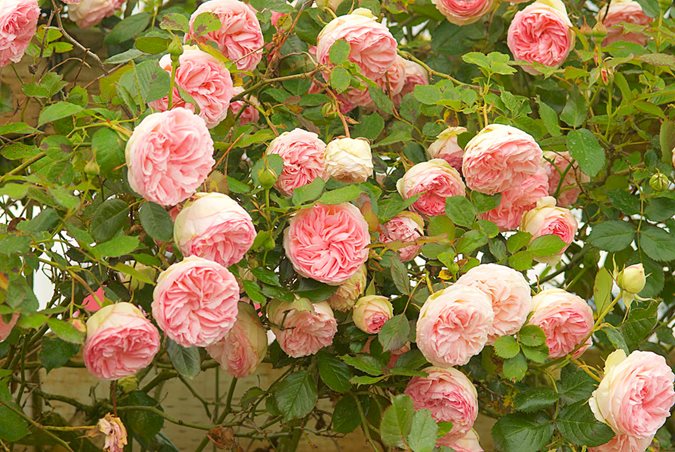 The Best Roses for Your Garden - FineGardening