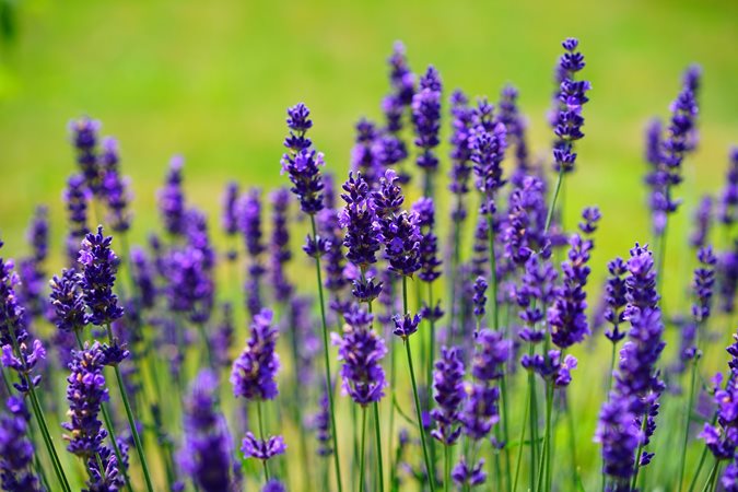 How to Plant a Lavender Hedge (& 12 Reasons Why You Should)