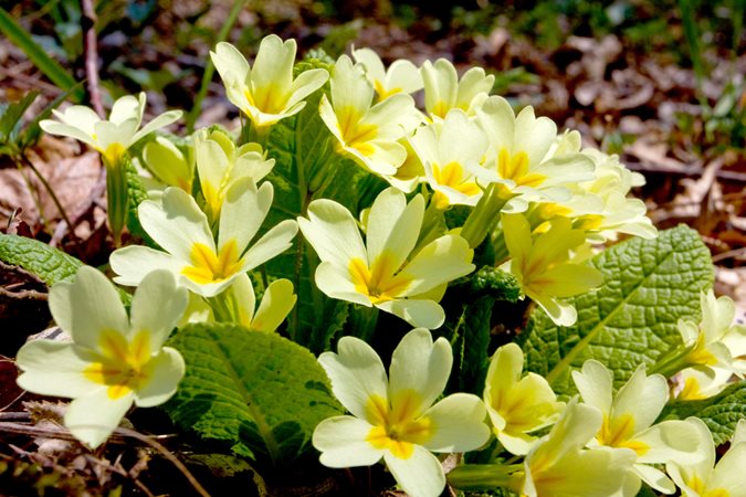 names of yellow spring flowers
