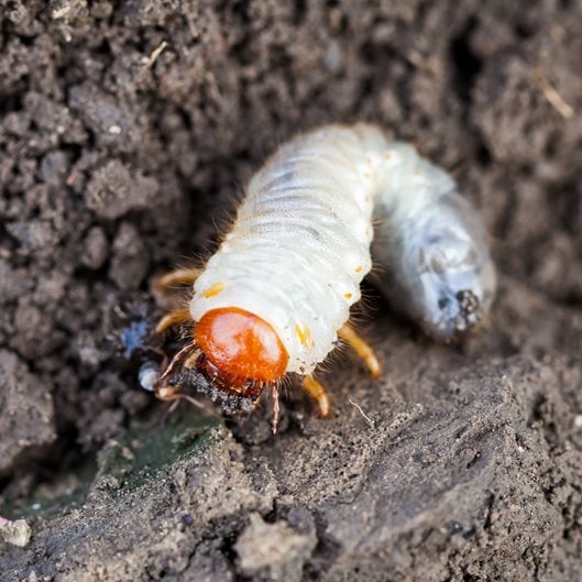 How to Get Rid of Grubs - Kill Grub Worms Naturally