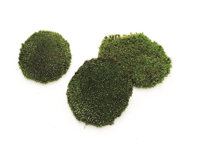 How to Grow and Keep Moss Alive - Dengarden