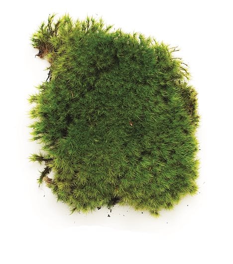 is moss harmful to dogs