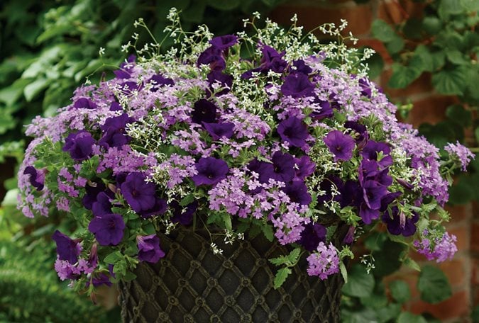yearly flowers purple