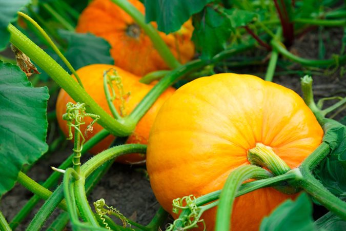 The 14 Fastest Growing Vegetables to Add to Your Edible Garden