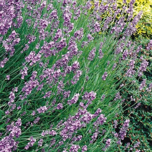 Several Yards of Purple And Lavender Vi…, General