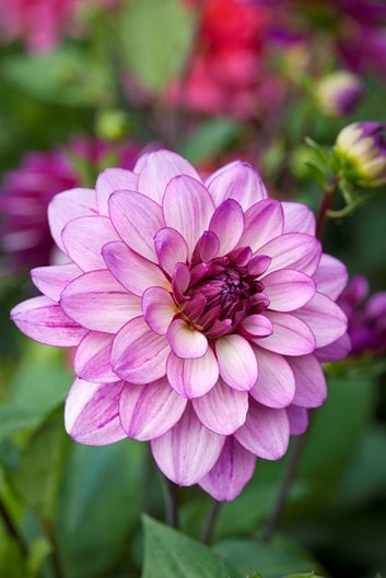 24 Pink Flowers to Add Dainty or Bold Beauty to Your Garden