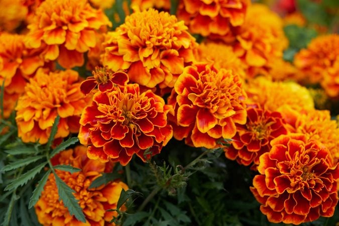 Types of Orange Flowers