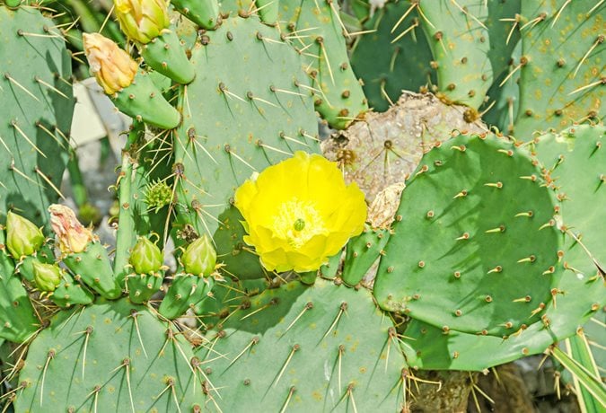 How to Grow Prickly Pear Cactus