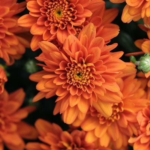Chrysanthemum – Growing and Care Tips for Mums