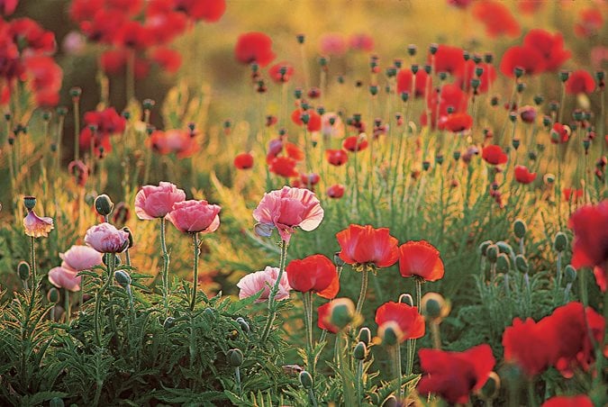 Growing Oriental Poppy Flowers | Garden Design