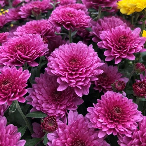 Chrysanthemum Morifolium 100 Seeds Light Purple Color Perennial Fragrant  Flower