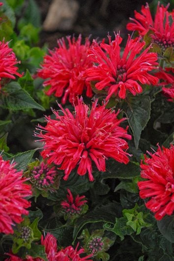 red flowers that bloom all summer