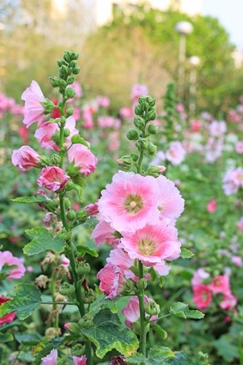pink flowering vines