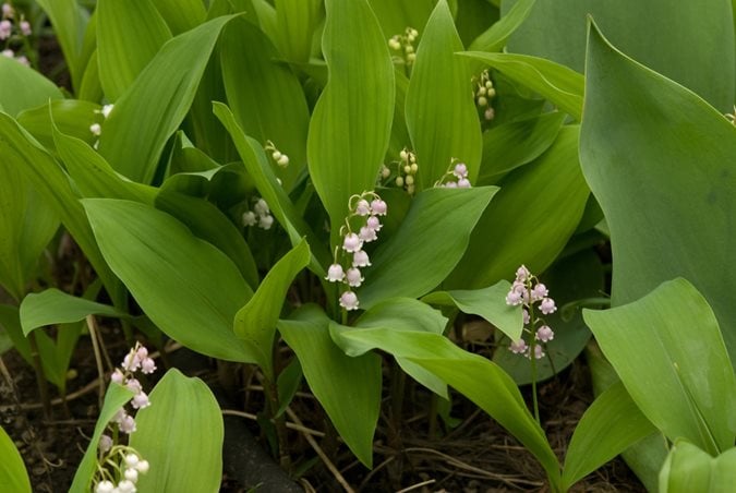 Fragrant White Lily of the Valley Pips for Sale