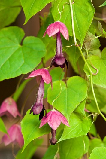 20 Popular Flowering and Vines and Climbers
