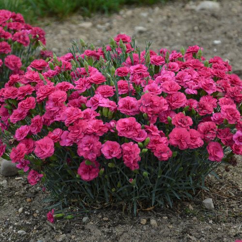 30 Types of Pink Flowers for Your Garden | Garden Design