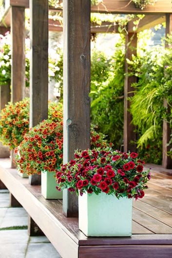 The best low maintenance plants for outdoor pots, and how to take