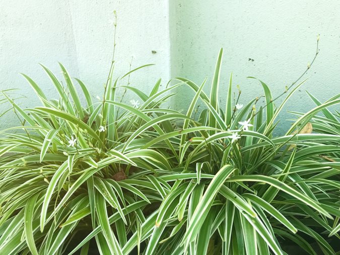 How to Grow and Care for a Spider Plant