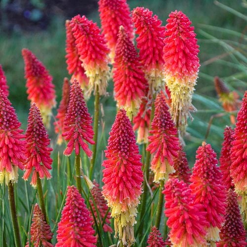 15 Types Of Red Flowers That Will Look Perfect In Your Flower Garden