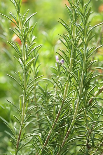 Rosemary: A Landscape Herb That Has It All!