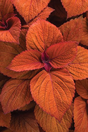 are coleus plants poisonous to dogs and cats