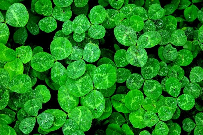 Shamrock vs. Four Leaf Clover: What's the Difference