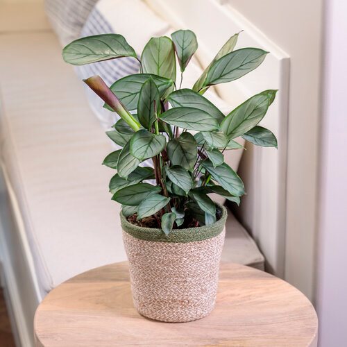 8 Cute Indoor Plants for Very Small Pots