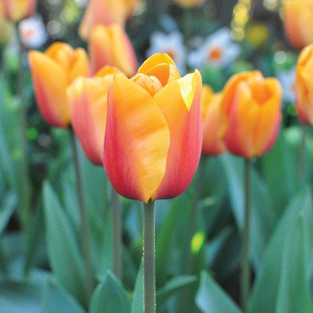 flower tulip garden