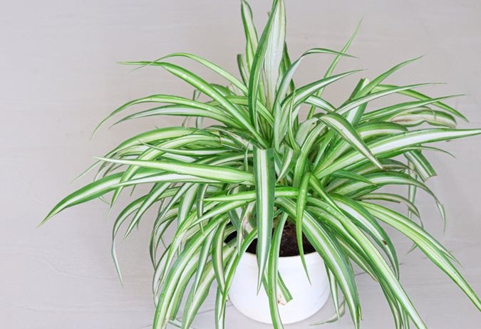 How to Propagate Spider Plants: Top 3 Methods