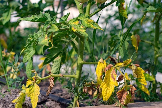 Why Are My Leaves Turning Yellow? | Garden Design