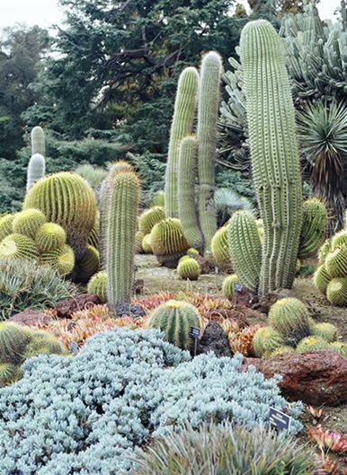 cactus landscape design