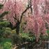 Weeping Cherry, Prunussubhirtella
Garden Design
Calimesa, CA