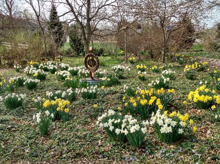 Daffodil lawn