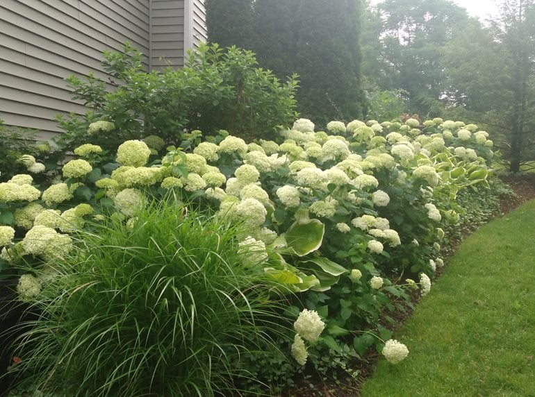 Hydrangea hedge