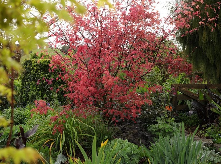 Maple foliage in garden