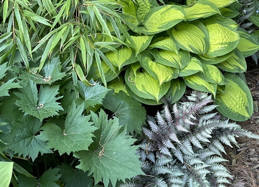 Foliage Planting Combination
"Dream Team's" Portland Garden
Garden Design
Calimesa, CA