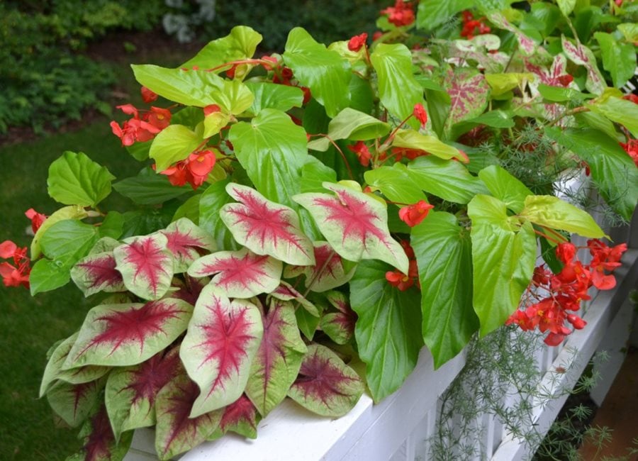 Shade Planter Combination, Caladium With Begonia And Fern
"Dream Team's" Portland Garden
Garden Design
Calimesa, CA