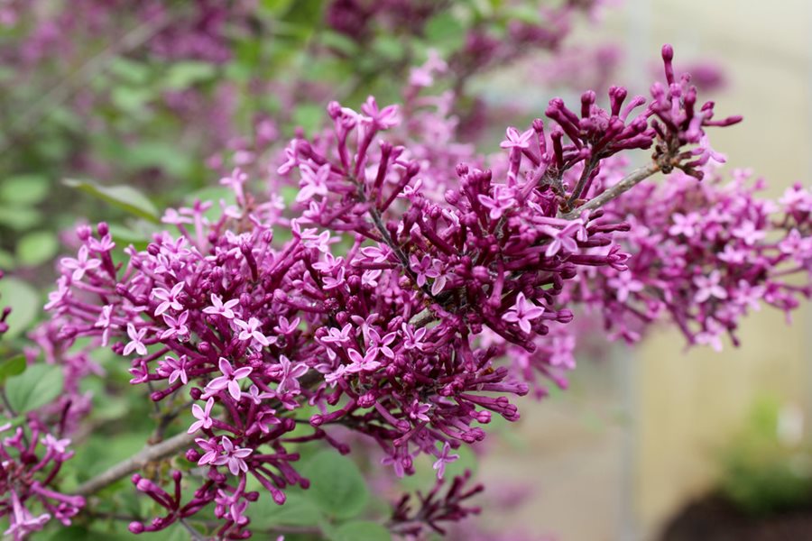 Should Your Lilac Plants Bloom Again In The Fall?