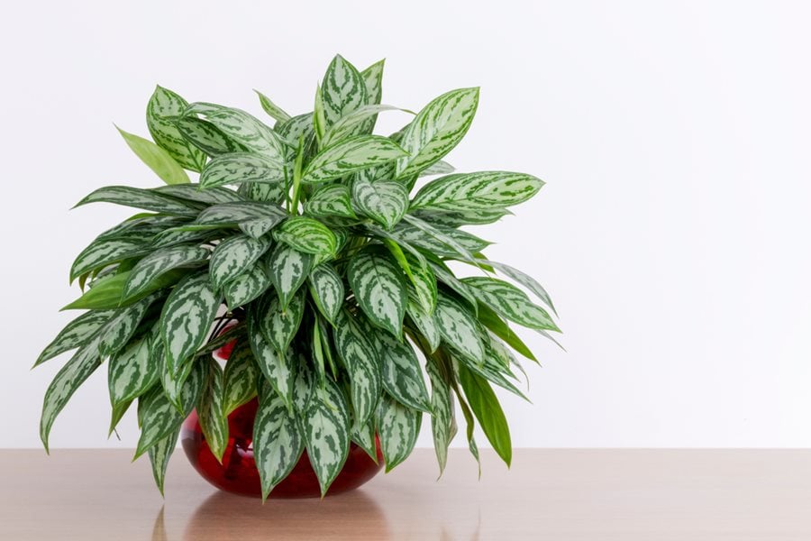 8 Indoor Plants That Absorb Humidity 