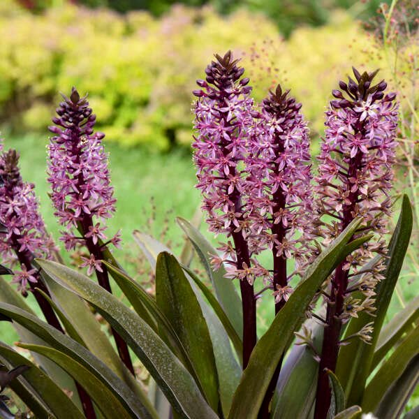 Pineapple Lily: A Growing Guide for Eucomis | Garden Design
