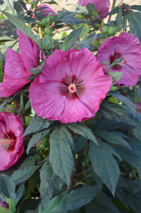 Rose Mallow A Guide To Growing Swamp Hibiscus Garden Design