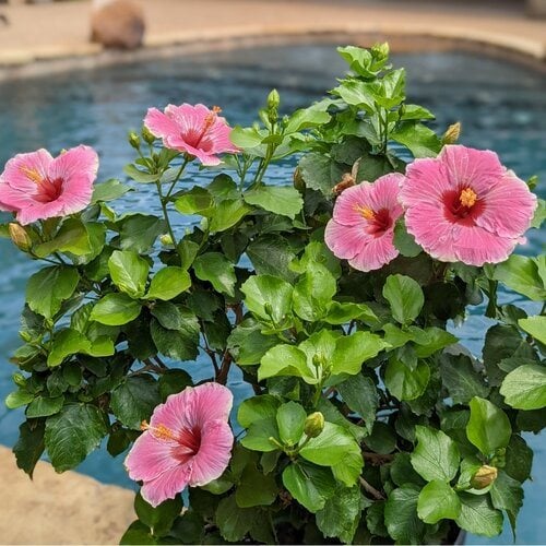 a hibiscus shrubs in yard