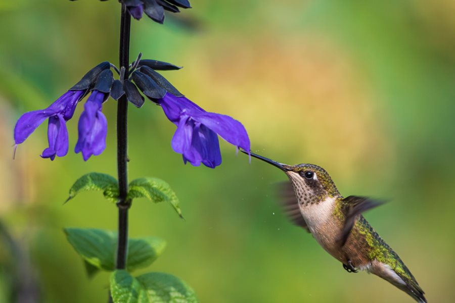 Hummingbird Flowers The Best 24 Plants To Attract Hummingbirds Garden Design