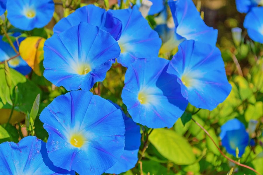 Morning Glories - How to Plant and Care for Morning Glory Vines