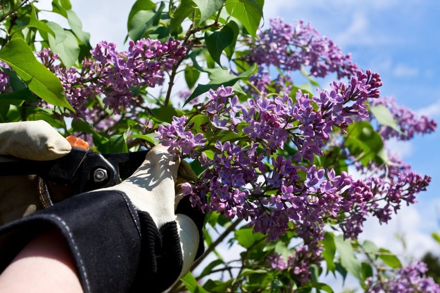 Lilac Varieties: 25 Different Types of Lilac Cultivars